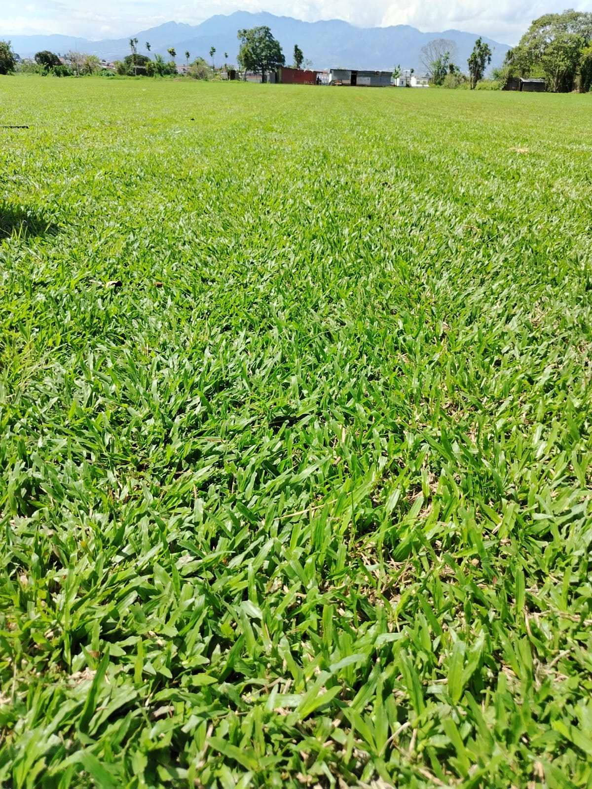 Zacate San Agustín, hojas finas y verde intenso