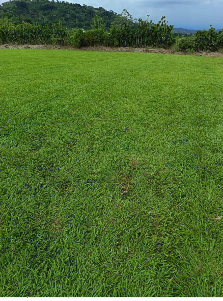 Campo de zacate Jengibrillo fuerte y de alto tránsito